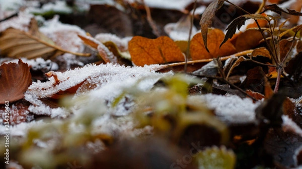 Obraz Blätter mit Frost