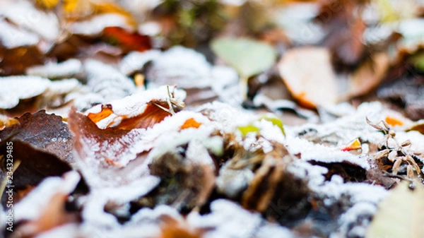 Obraz Herbstlauf mit Frost