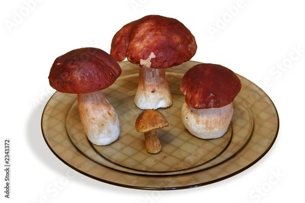 Obraz different mushrooms