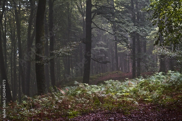 Fototapeta Luz en el bosque 2