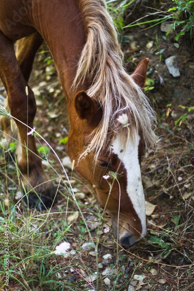 Fototapeta Caballo2