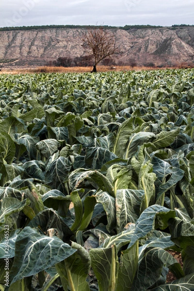 Obraz Campo de acelgas