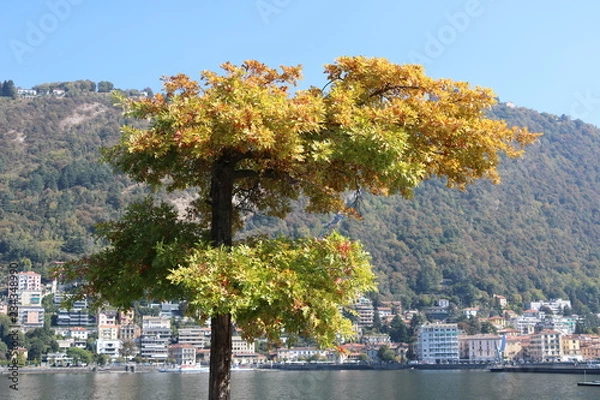 Obraz Bunter Herbstbaum 