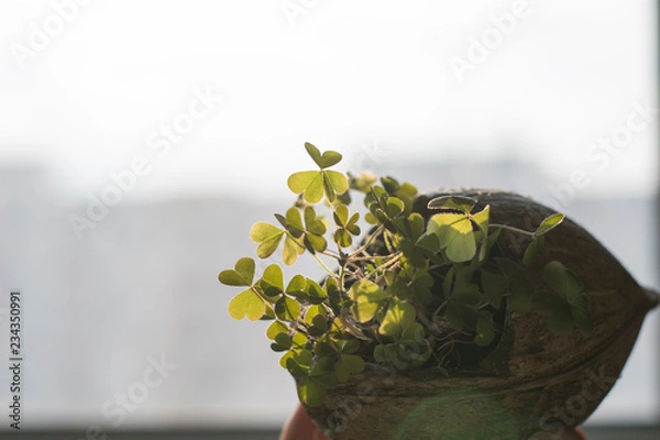 Fototapeta Clover growing in a coconut shell No. 3