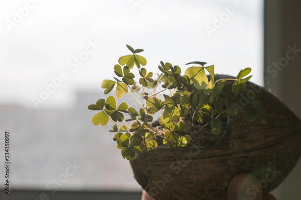 Fototapeta Clover growing in a coconut shell No. 2