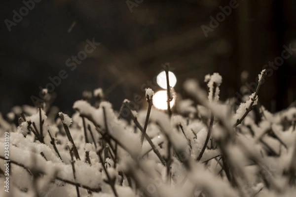 Fototapeta Bare bush branches covered in snow with street lights in the background No. 2