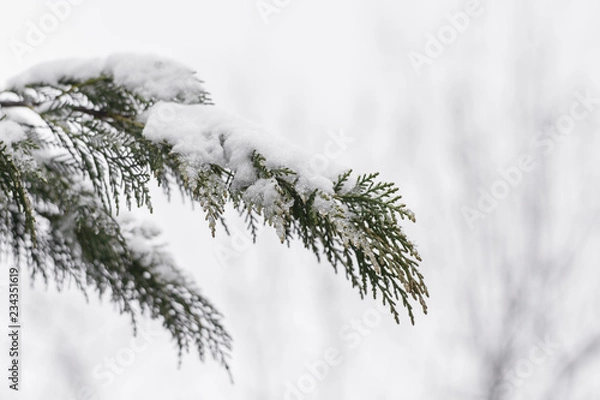 Fototapeta Cedar foliage covered in snow on a snowy background No. 2