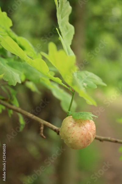 Obraz Marble gall on oak tree