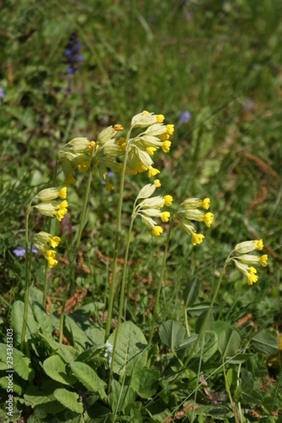 Obraz Frühlingserwachen