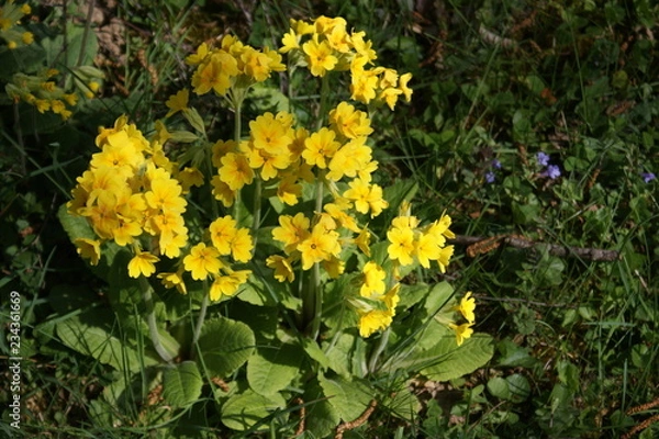 Obraz Frühlingserwachen