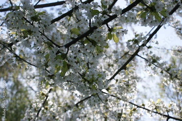 Obraz Frühlingserwachen