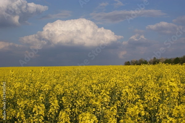 Obraz Frühlingserwachen