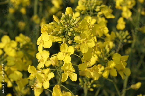 Obraz Frühlingserwachen