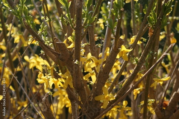 Obraz Frühlingserwachen