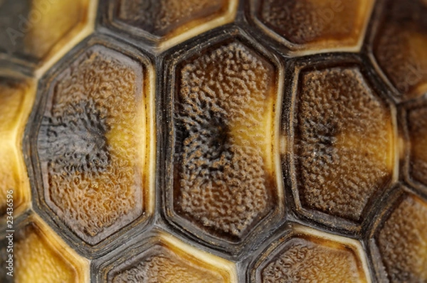 Obraz Abstract tortoise shell
