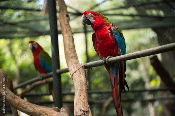 Fototapeta Scarlet macaw parrot bird, beautiful red bird perching on the wooden log
