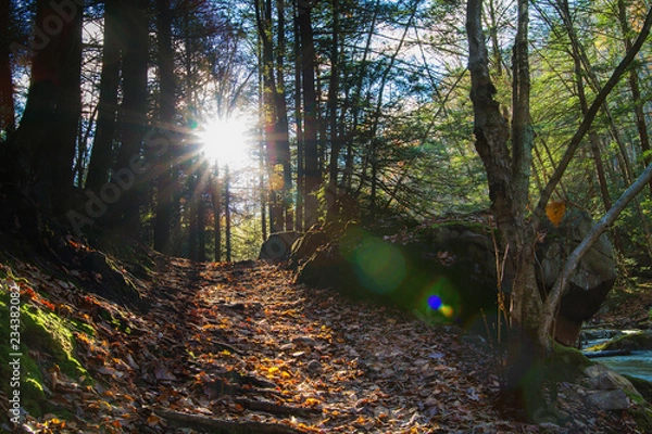 Fototapeta Sunrays Flaring Through Trees In Forest, Illuminating Path Through Pennsylvania Woodland