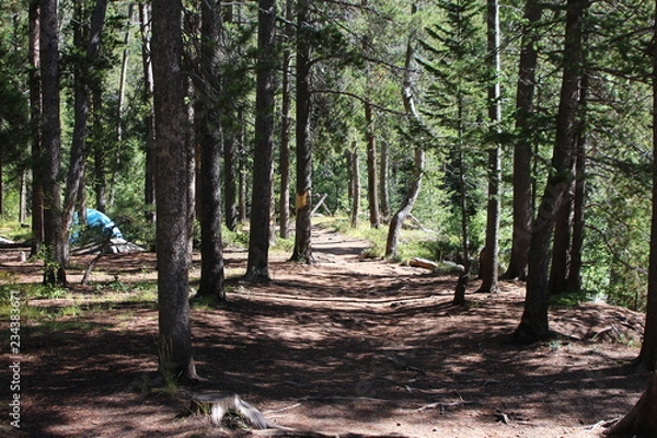 Obraz path in the forest
