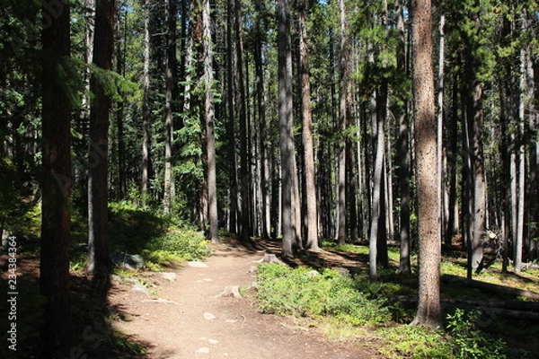 Fototapeta path in the forest