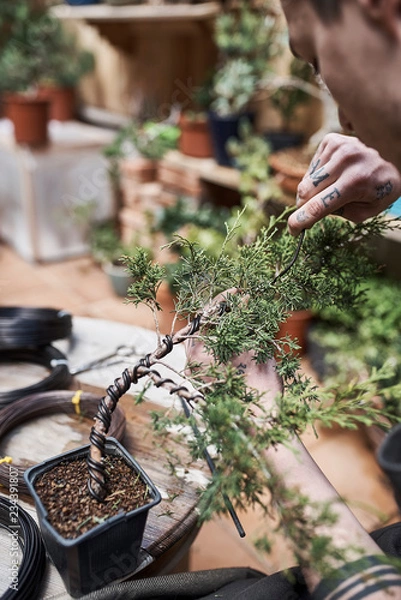 Fototapeta Unrecognizable men taking care of bonsai tree