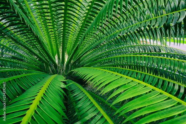 Fototapeta green leaf of palm tree, thorn foliage nature background