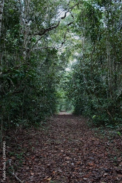 Obraz trees in forest