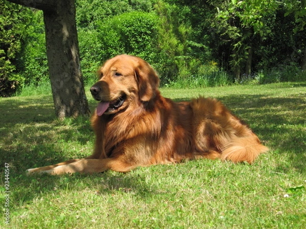 Obraz Golden Retriever