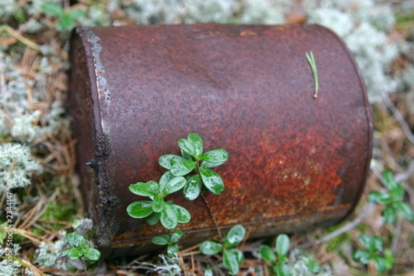 Obraz old tin in forest