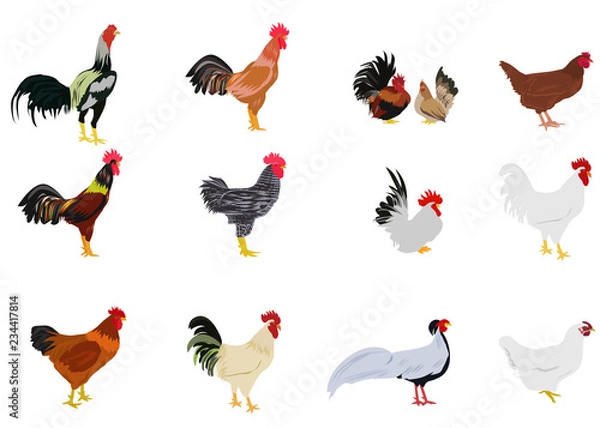 Obraz Chickens of set. set of chickens on white background