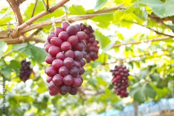 Fototapeta ぶどう