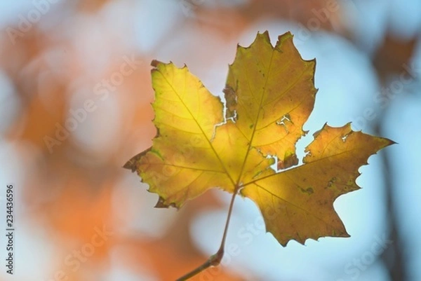 Obraz Single yellow leaf