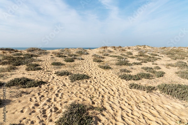 Fototapeta Wild grass in sand by Atlantic ocean , Nazare, Portugal.