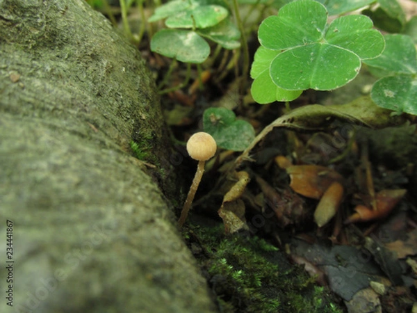 Obraz Pequeña sera en el bosque