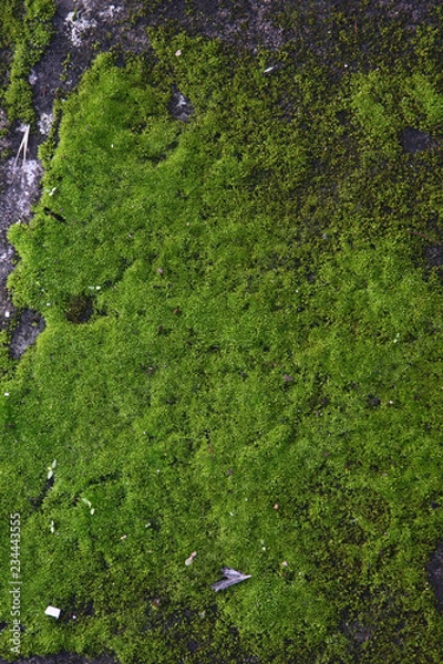 Fototapeta Moss