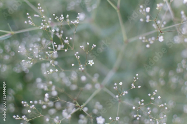 Fototapeta Blurry soft gentle background with many white Baby's Breath (Gypsophila paniculata) flowers in the garden. Nature background with common gypsophila flowers. Soft dreamy image.