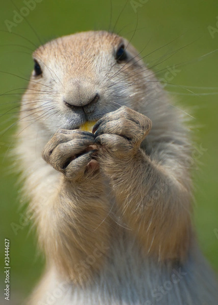 Obraz prairie dog eating
