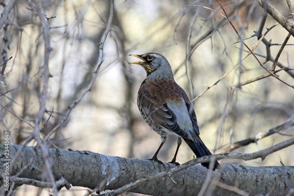 Fototapeta Thrush sitting on branch with opened beak