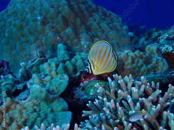 Fototapeta ハナグロチョウチョウウオ