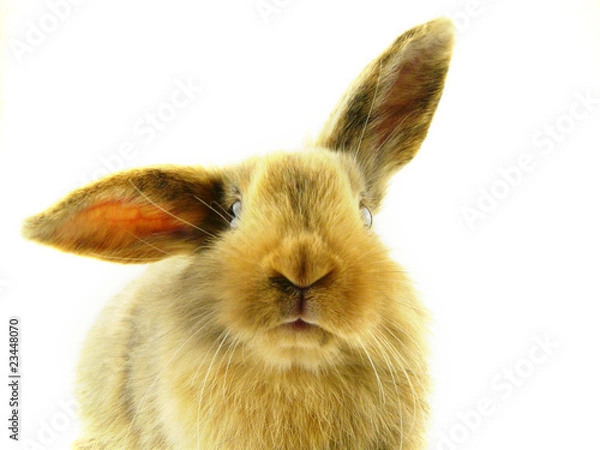 Obraz Zwergkaninchen