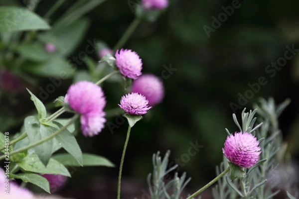 Fototapeta Globe amaranth