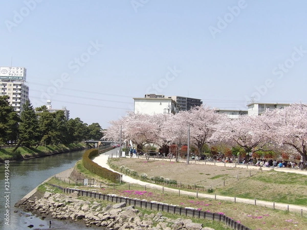Fototapeta 河川敷の桜