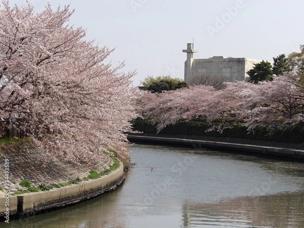 Obraz 河川敷の桜