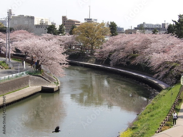 Obraz 河川敷の桜