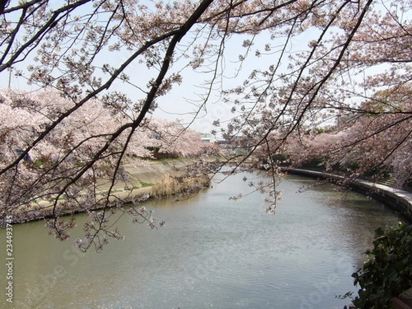 Fototapeta 河川敷の桜