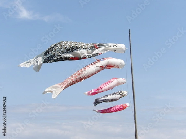 Obraz こいのぼり