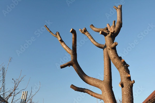 Fototapeta Common Pruning Mistake. Cutting tree branches. Bad tree branches pruning.
