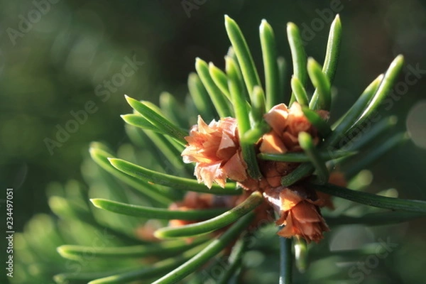 Obraz hidden spot in nature