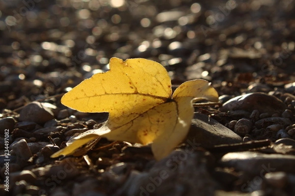 Fototapeta sunset Leaves
