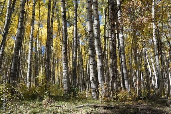 Obraz forest in autumn