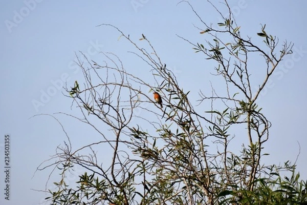 Obraz Cyprus spring forest 